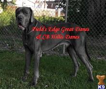 great dane puppy posted by CB Hillis Danes